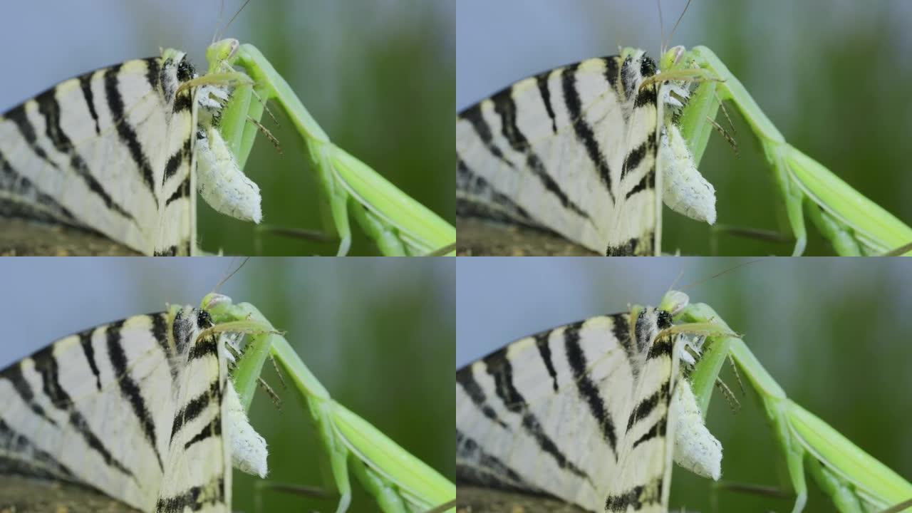 绿色螳螂的特写镜头坐在树枝上，吃被抓到的大蝴蝶。欧洲螳螂 (mantis religiosa) 和稀