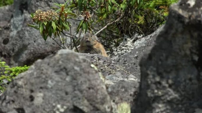 日本鼠兔在岩石上晒日光浴