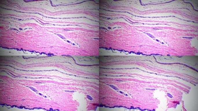 人体皮肤的40倍显微视图，显示出汗腺对明亮视野的影响