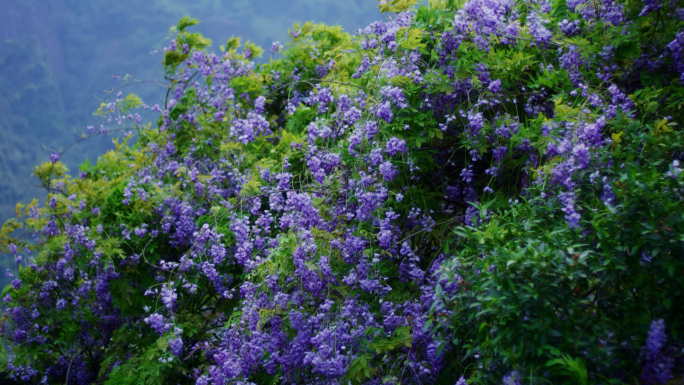 春风中摇曳的紫藤花