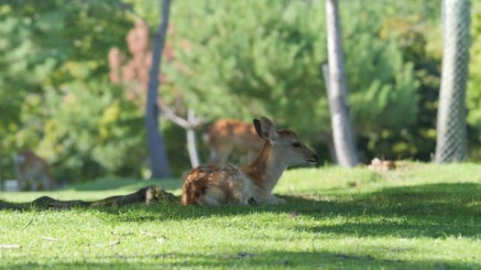 仲夏，一只可爱的小鹿坐在奈良公园的草地上。
