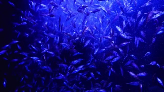 移动小号鱼的蓝色背景。海洋生物池塘。