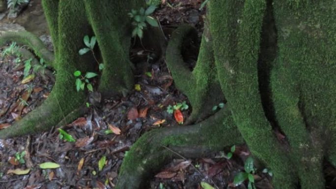树上的绿色苔藓