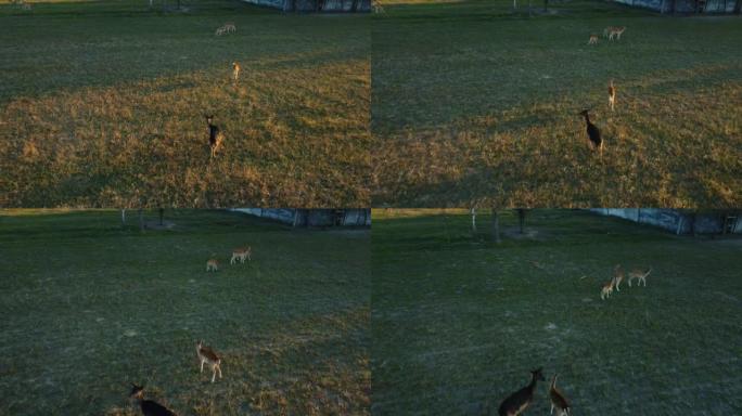 成群的小鹿在绿草中奔跑