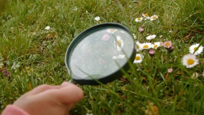 一个拿着放大镜的小女孩在公园里检查雏菊。