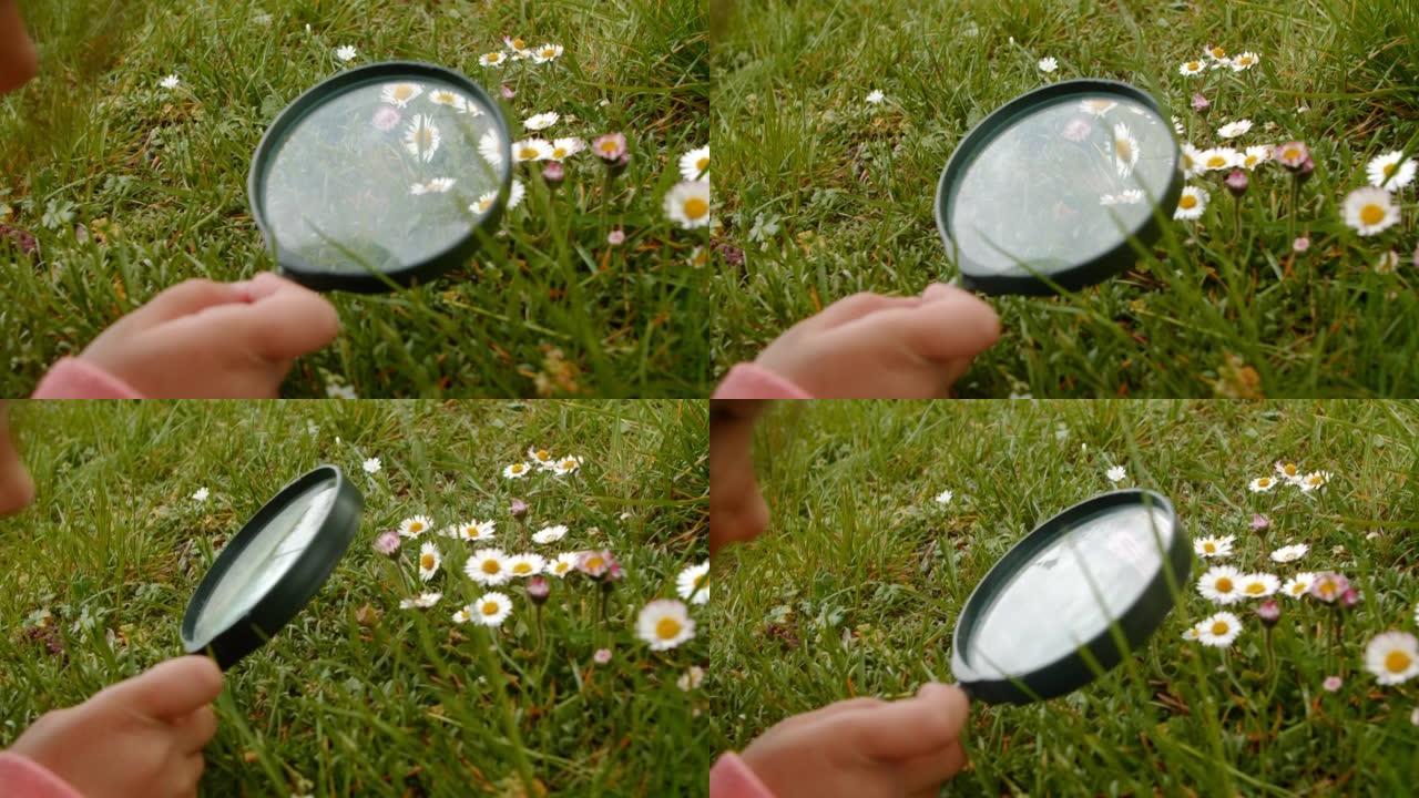 一个拿着放大镜的小女孩在公园里检查雏菊。