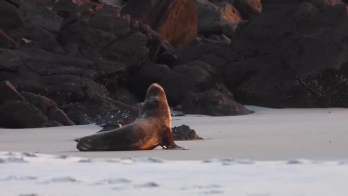 濒临灭绝的新西兰海狮对在海滩上玩耍。