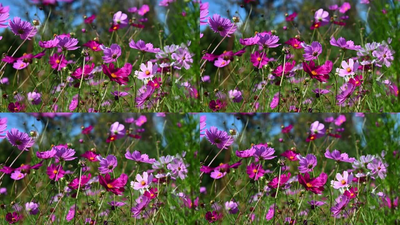 Pink and purple flowers swaying in the wind
