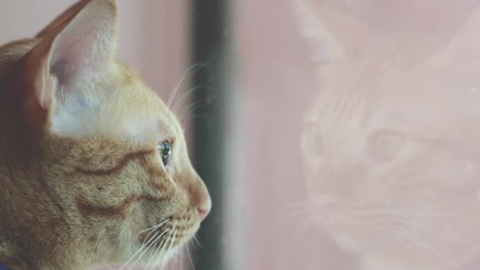在看窗外的景色时，近距离观察脸部和猫眼。