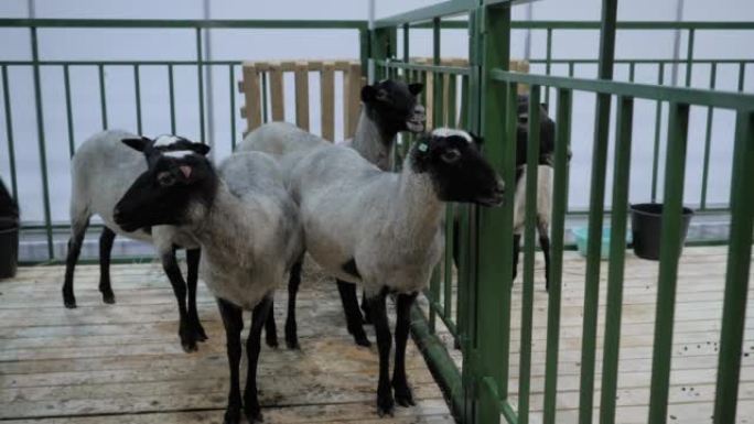 罗曼诺夫羊群在动物展览，贸易展览会上
