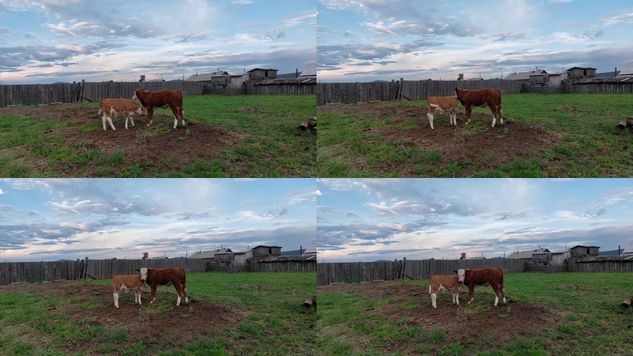 两只小牛在农田上互相玩耍