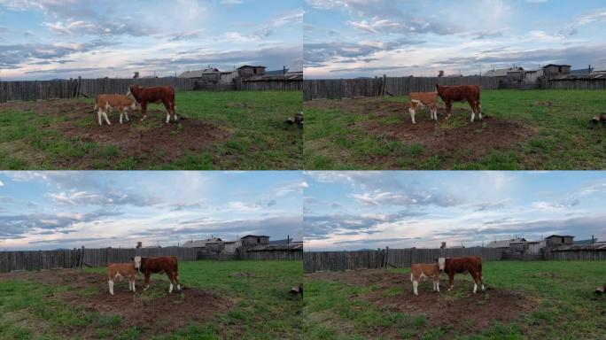 两只小牛在农田上互相玩耍