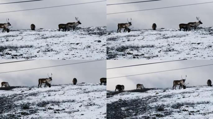 在积雪覆盖的田野上的驯鹿群