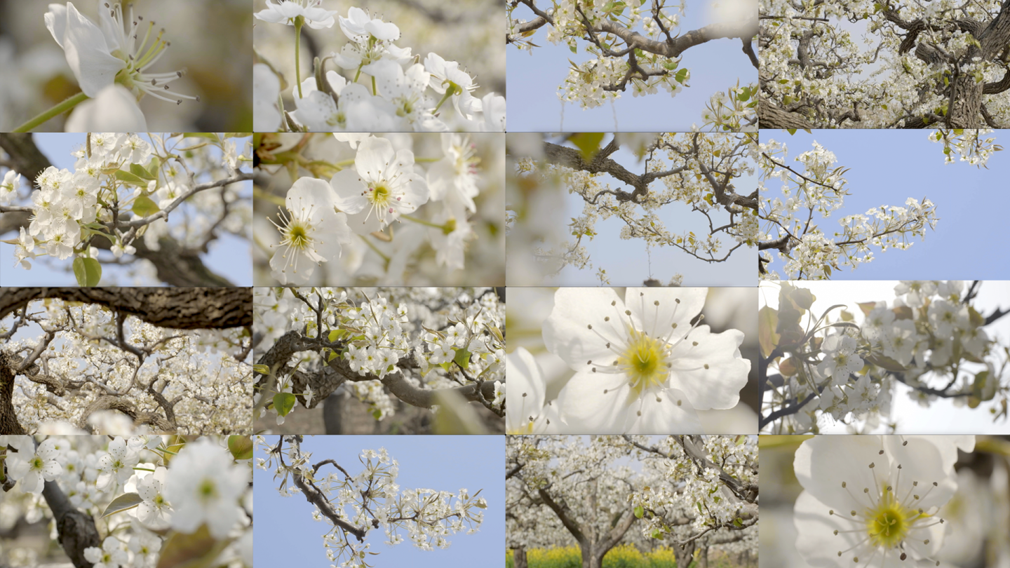 梨花梨树