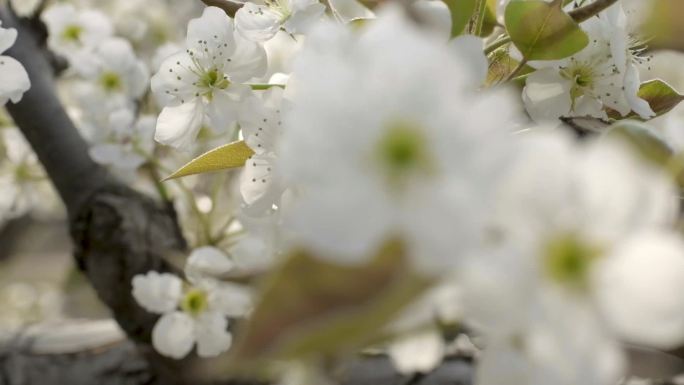 梨花梨树