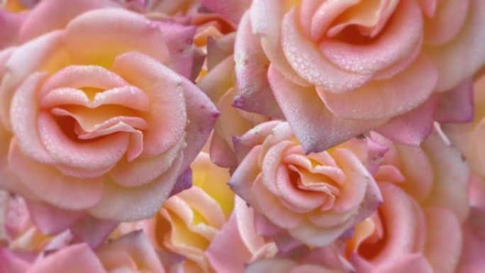 淡黄色粉红色玫瑰漂浮的花朵背景