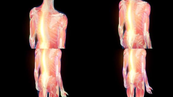 3d渲染医学上精确的背部疼痛动画