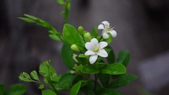 芬芳的橙色茉莉花(卡米尼)白色的花在绿树上。潮湿的白色Madhu Kamini花在雨季的特写。4k视