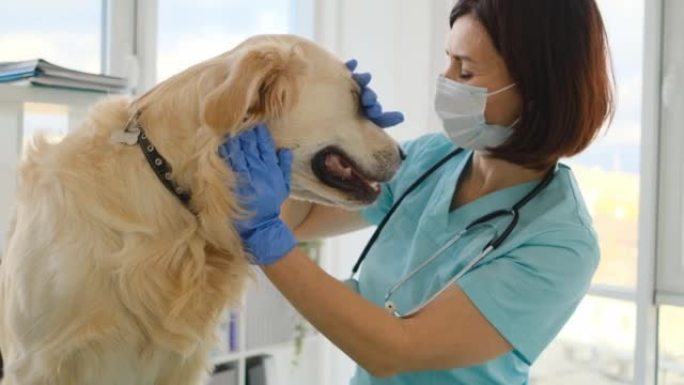 兽医诊所的金毛猎犬