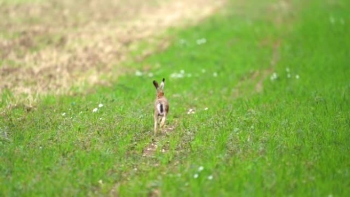 野兔在远离相机的田野中奔跑