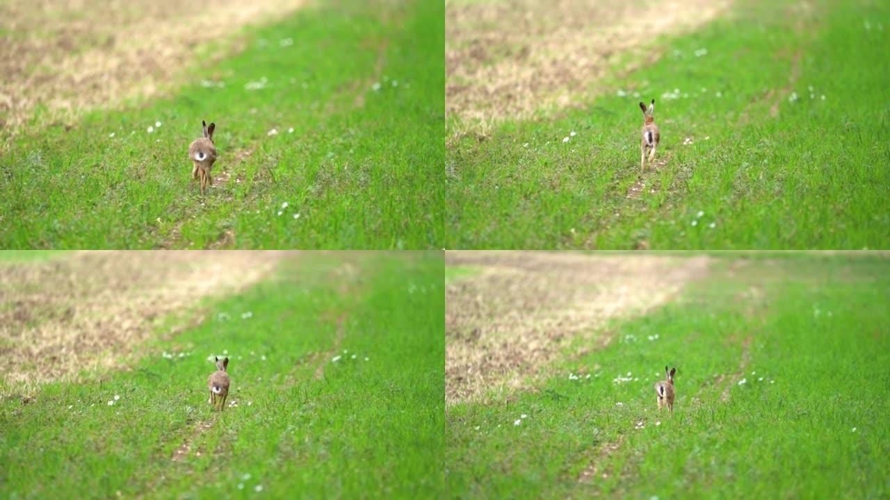 野兔在远离相机的田野中奔跑