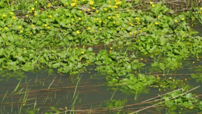 毛茛科的Ficaria verna沿着溪流的河岸开花，毛茛科原产于欧洲和亚洲。在风中颤抖。
