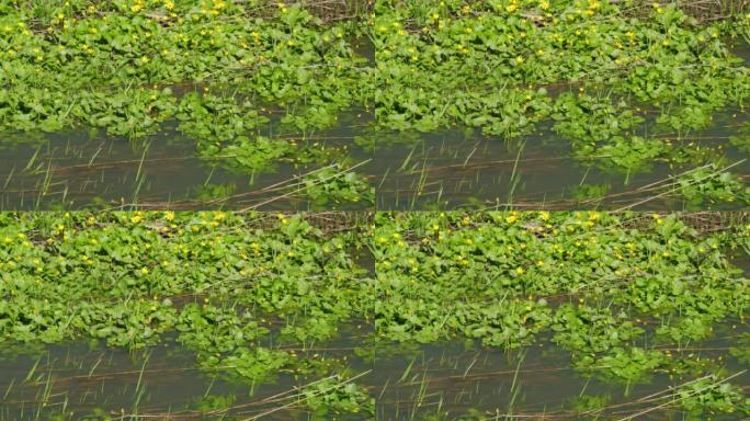 毛茛科的Ficaria verna沿着溪流的河岸开花，毛茛科原产于欧洲和亚洲。在风中颤抖。