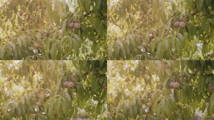 成熟的桃子挂在绿叶茂盛的树枝上