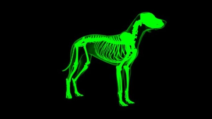 伸肌尺骨肌肉狗肌肉解剖医学概念3D动画绿色哑光