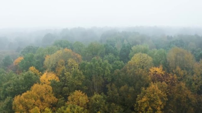 无人机飞过低雨云，越过林地的秋天色彩树梢。秋季森林航拍。树木上的雾气。雾蒙蒙的天气，五颜六色的树林。