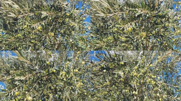 大风天的橄榄树
