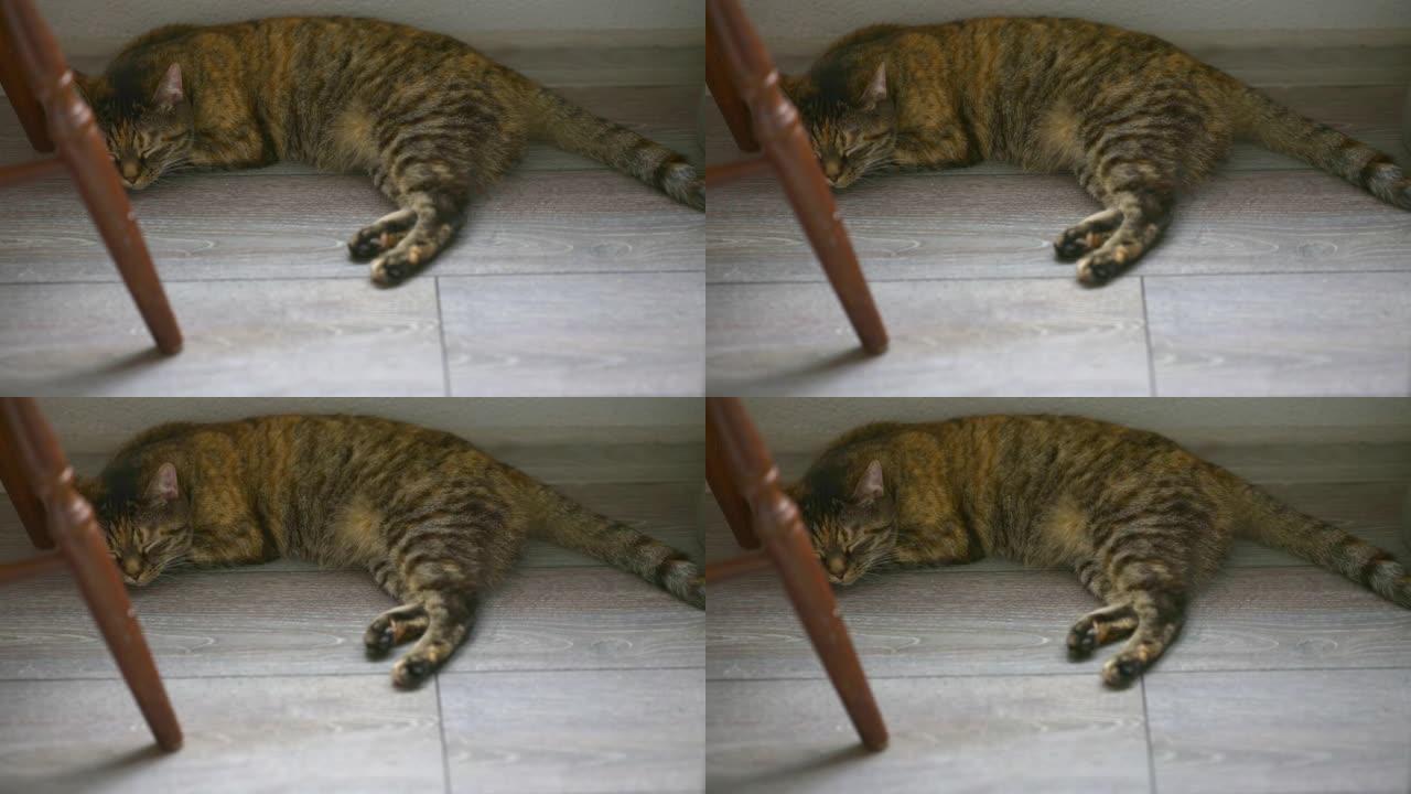 白天在灰色地板上睡觉的虎斑猫的短暂时间。平静和放松的概念。