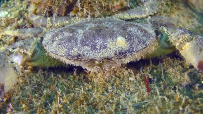 海床上的美洲豹圆蟹。