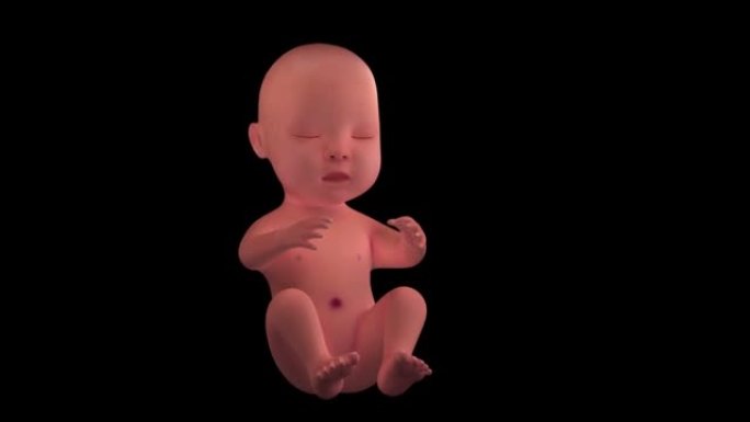 人类胎儿胚胎4K婴儿动画