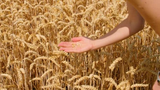 女人的手特写检查麦穗是否成熟。收获世界范围的问题。日落时成熟的金色小麦，粮食危机和饥饿观念，长出谷芽