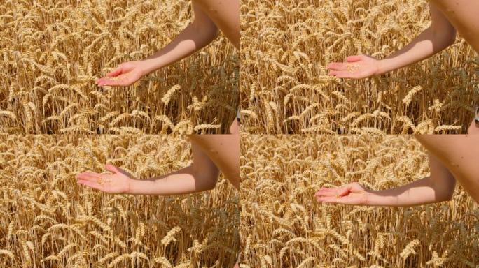 女人的手特写检查麦穗是否成熟。收获世界范围的问题。日落时成熟的金色小麦，粮食危机和饥饿观念，长出谷芽