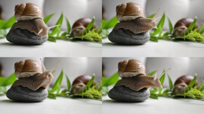可爱的花园蜗牛坐在花园里的圆卵石上慢慢移动