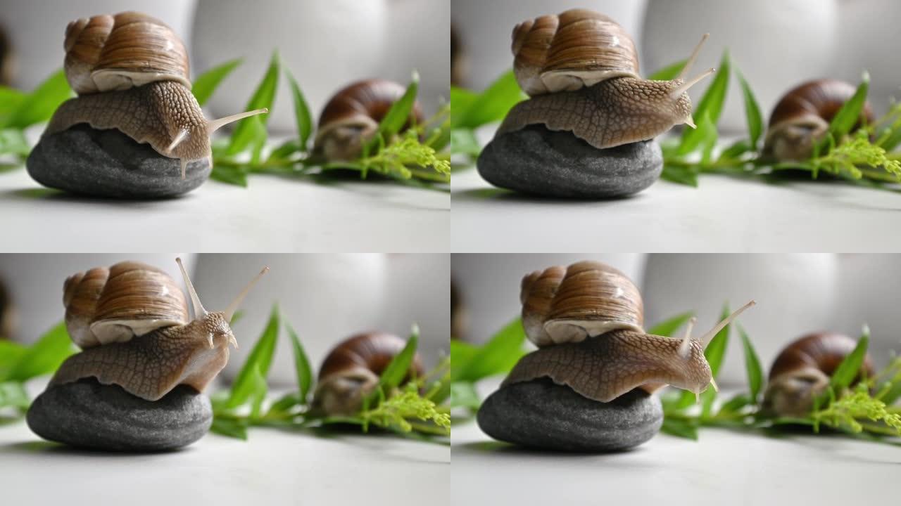 可爱的花园蜗牛坐在花园里的圆卵石上慢慢移动