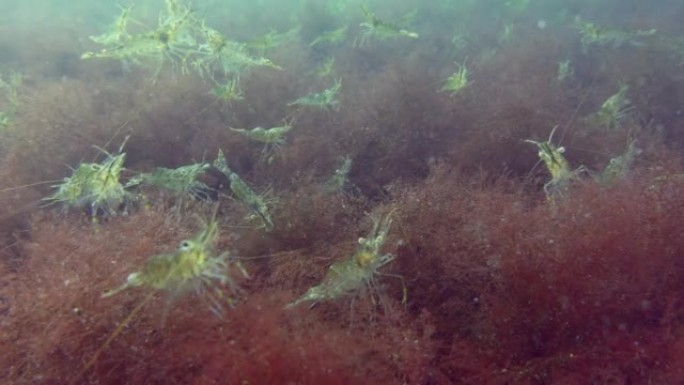 虾在红藻上大量积累。