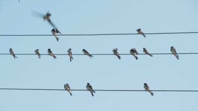 许多燕子坐在电线上对着天空