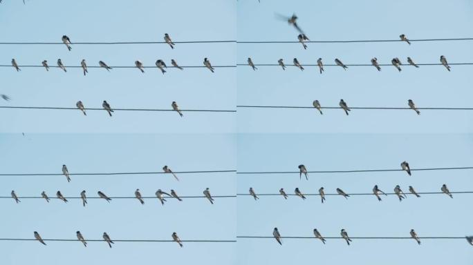 许多燕子坐在电线上对着天空