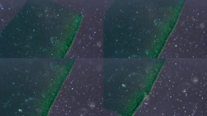 青霉菌W.M.在倾斜照明下显微镜下放大拍摄的100倍