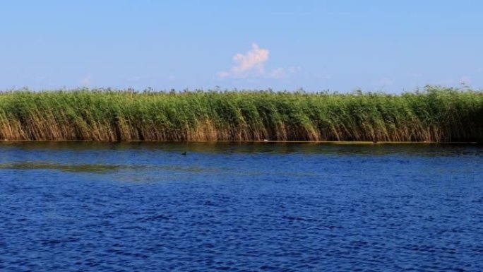 扎龙湿地的芦苇沼泽