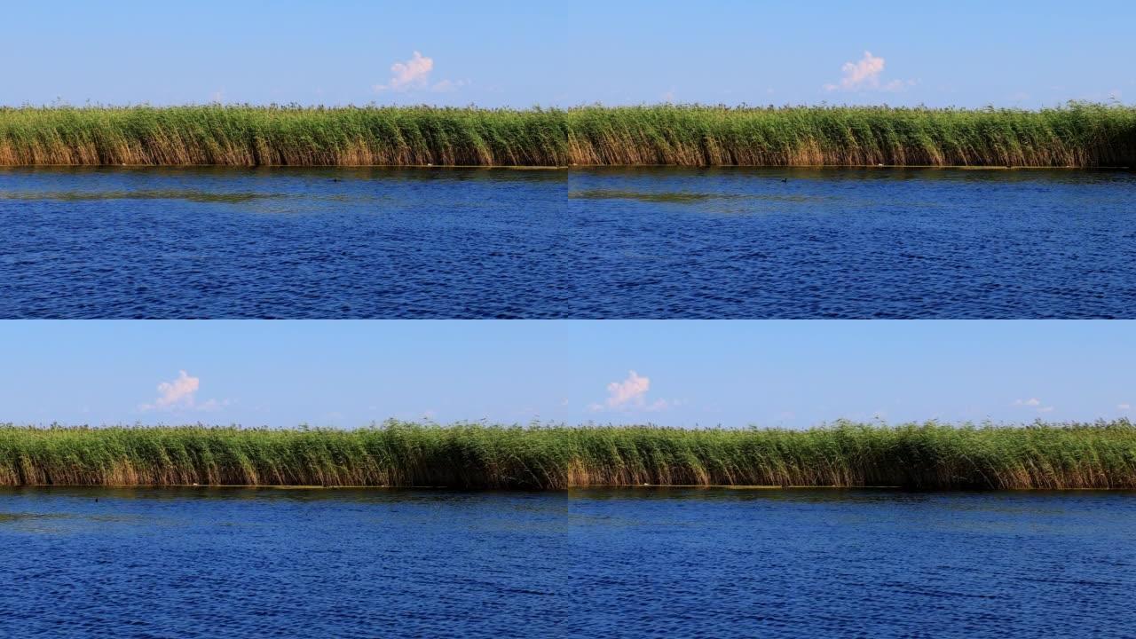 扎龙湿地的芦苇沼泽