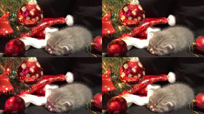 有趣的小灰色折叠苏格兰小猫小猫睡在黑色背景上，圣诞装饰品的背景上有一个圣诞球。