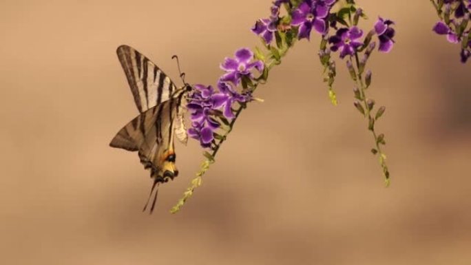 稀有燕尾 (Iphiclides podalirius) 在紫色花朵上觅食