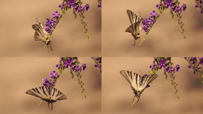 稀有燕尾 (Iphiclides podalirius) 在紫色花朵上觅食