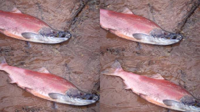 产卵后的死鲑鱼的平移视图