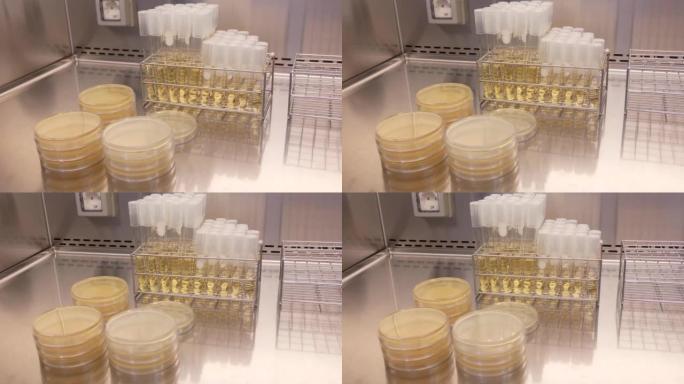 在实验室中检查抗生素的培养皿的特写镜头。