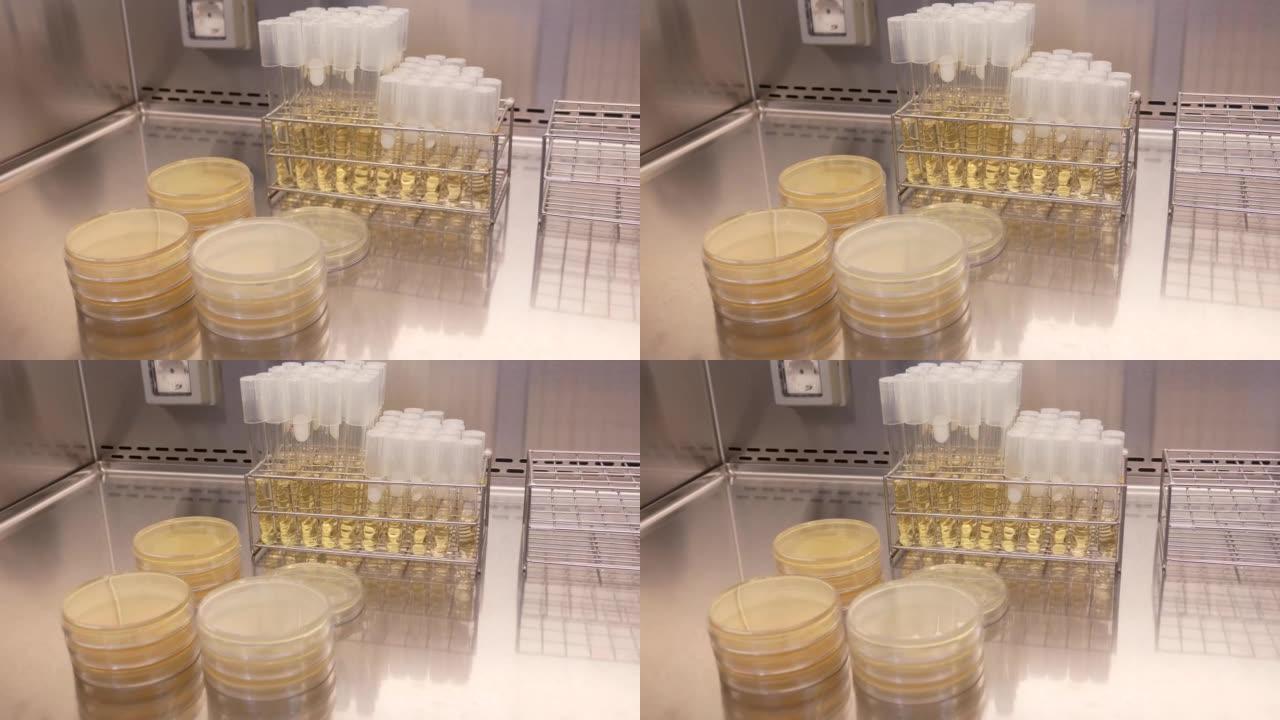 在实验室中检查抗生素的培养皿的特写镜头。